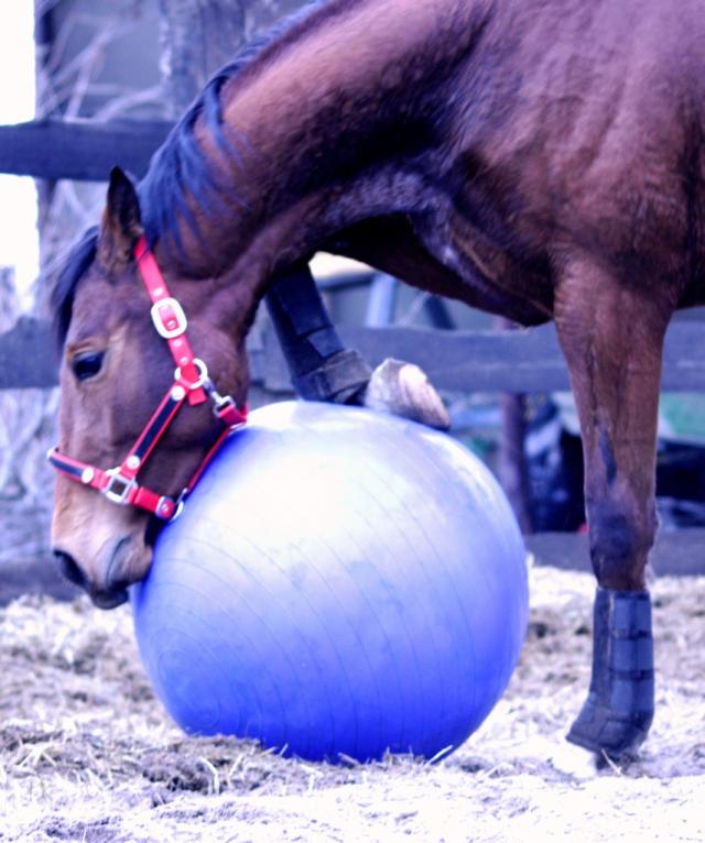 horse ball fitness