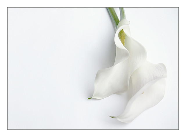 White Flower