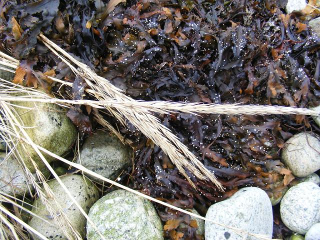 21.03.2010 DIRDAL