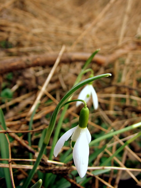 Przebiniegi