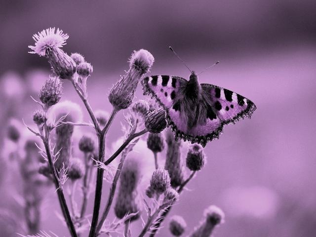 purity of essence