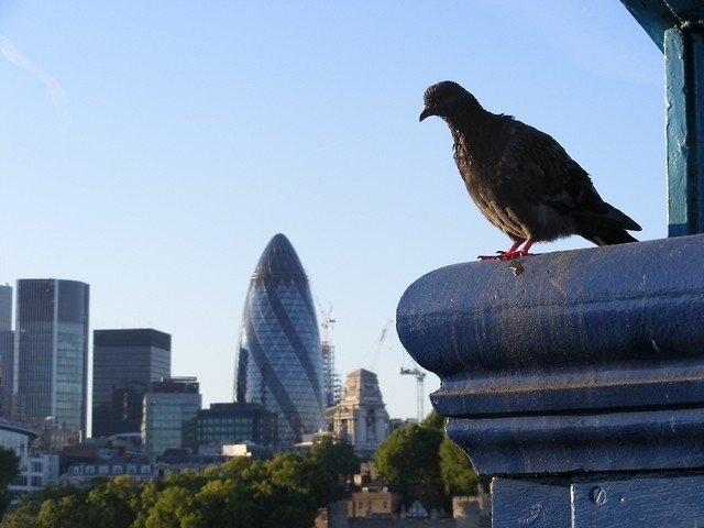 Black pigeon