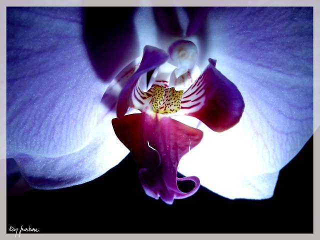 violet lady..