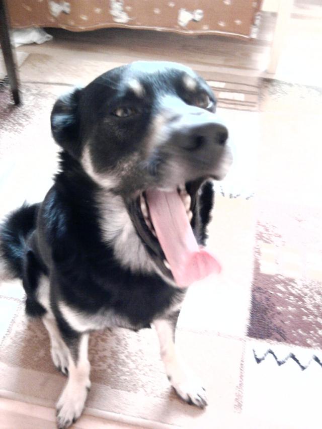 Frankii ; *