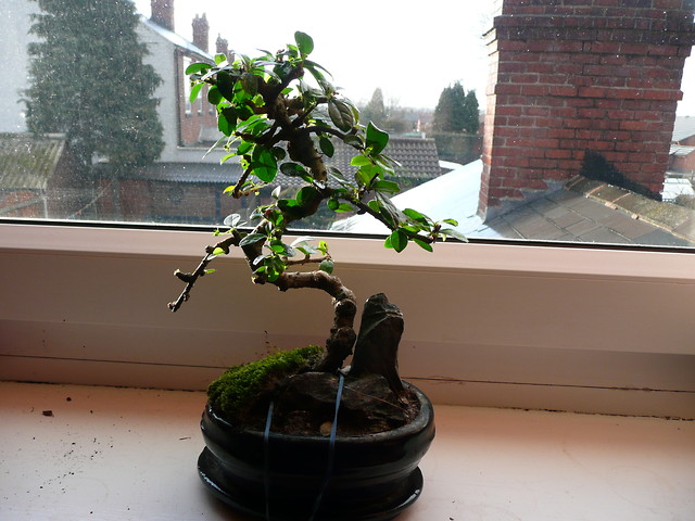 BONZAI
