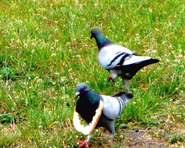 Masakra