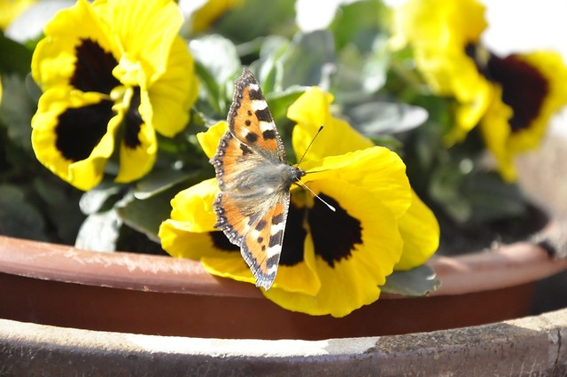 motyl