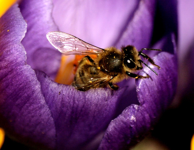 Wiosennie:)