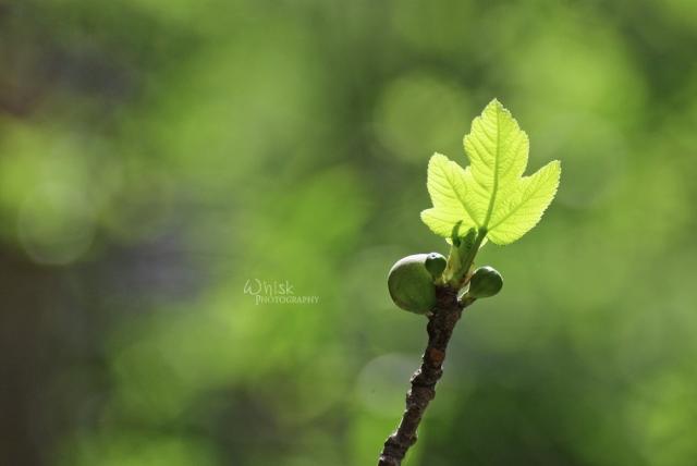 photography.