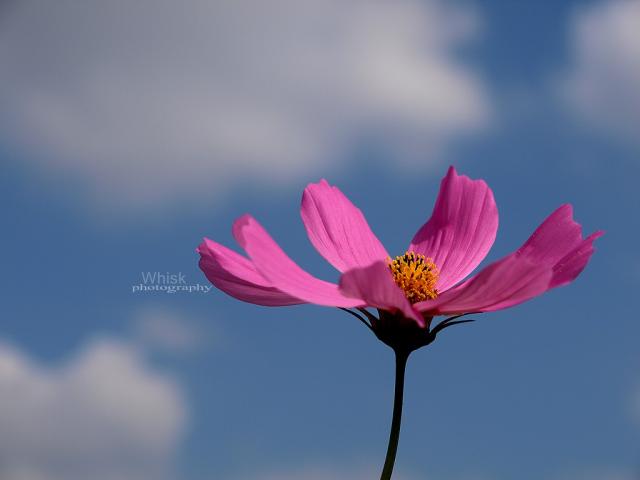 flowers 2008