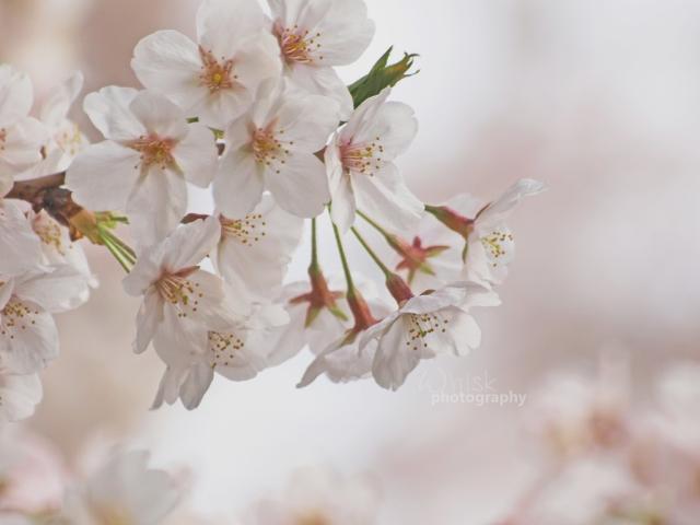 flowers 2008