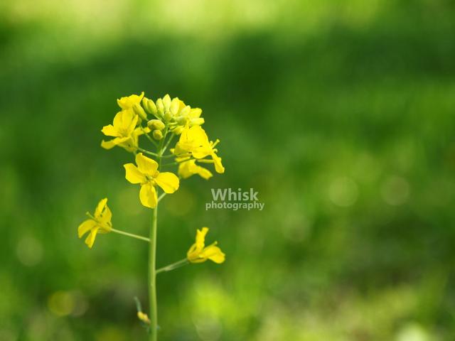 flowers 2008