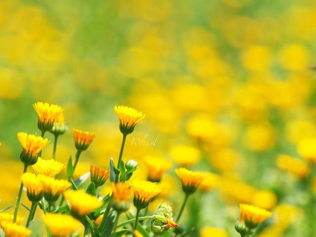 flowers 2008