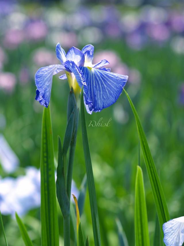 flowers 2008