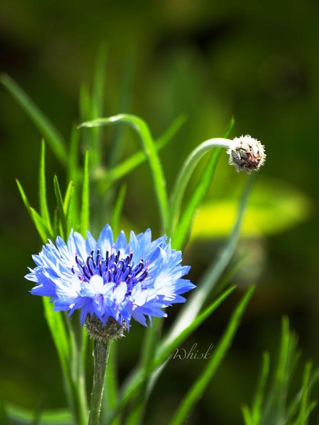 flowers 2008
