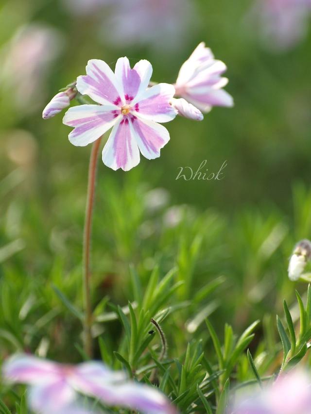 flowers 2008