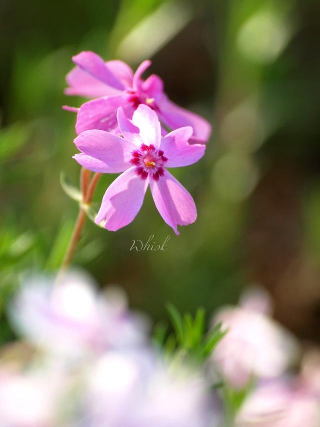 flowers 2008