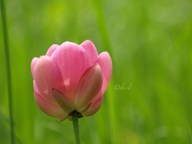 flowers 2008