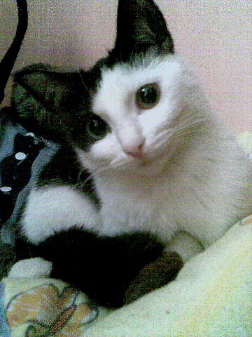 Kot ;*