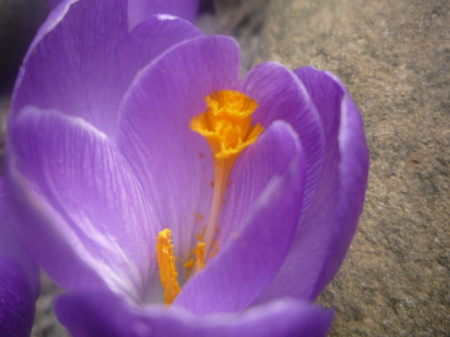 Wpis flowers13