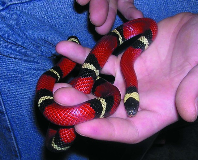 ssssss