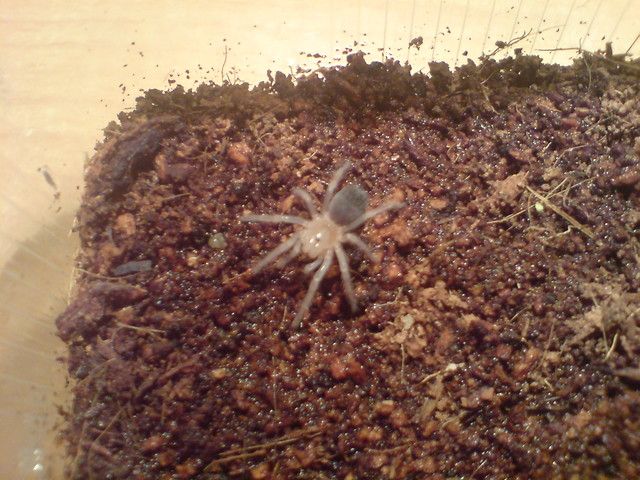 Brachypelma smithi L4