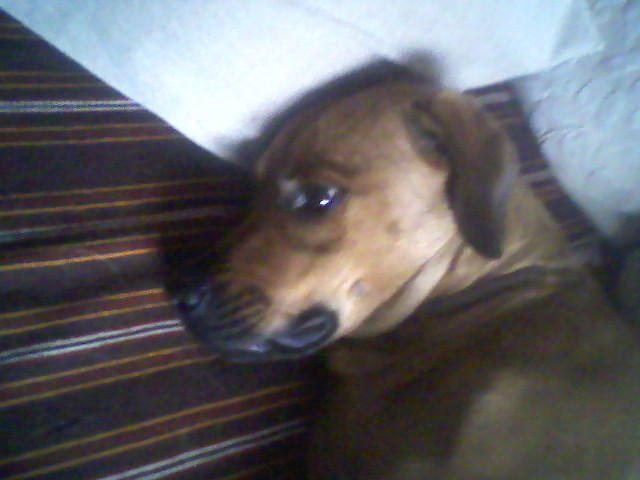 Wpis xxdowniakgoraxx