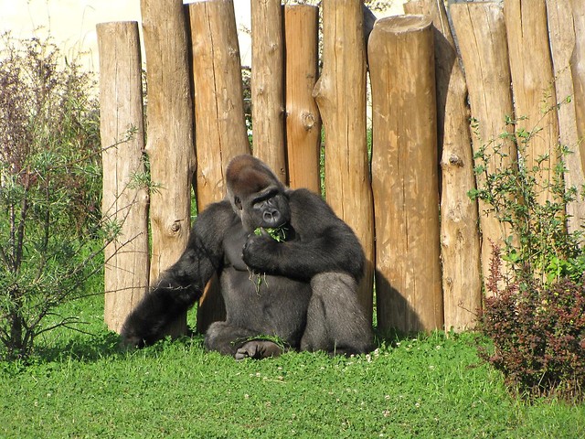 Goryl