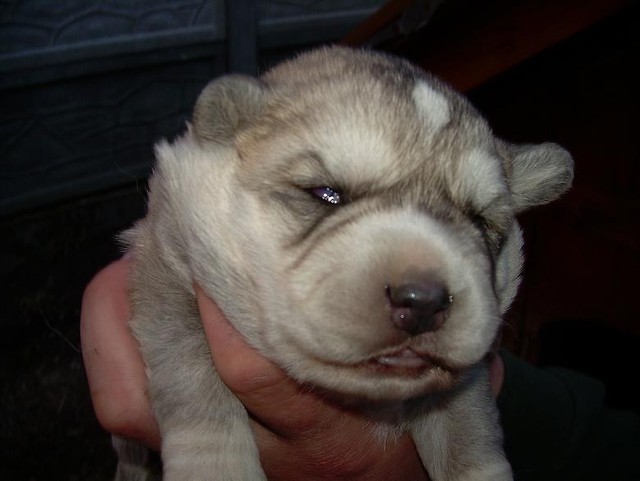 piesek :P
