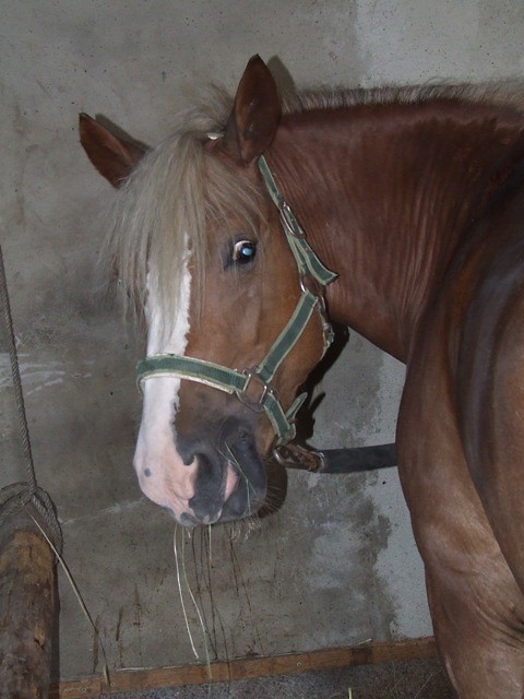 ko z ponyexpress
