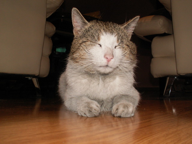 Gacek