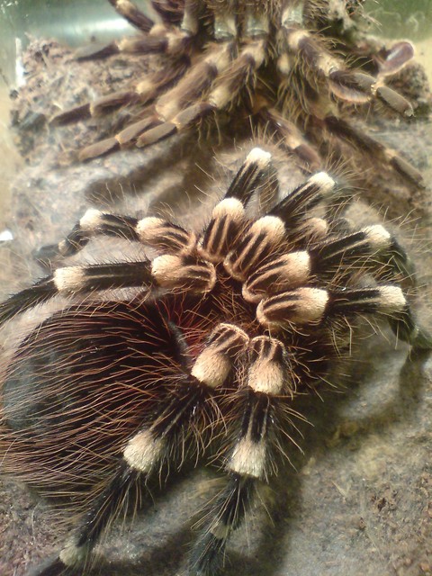 A.Geniculata L11