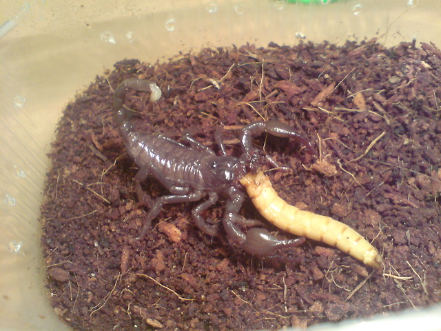 P.imperator L3