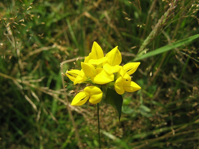 Wiosna