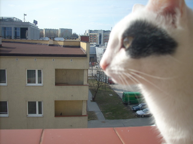 Wpis ilovemykitty