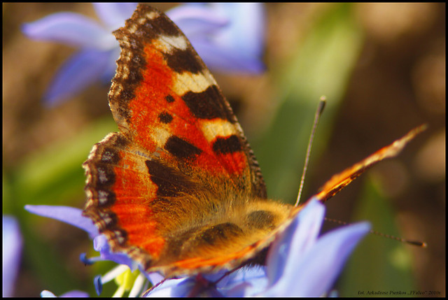 Motyl