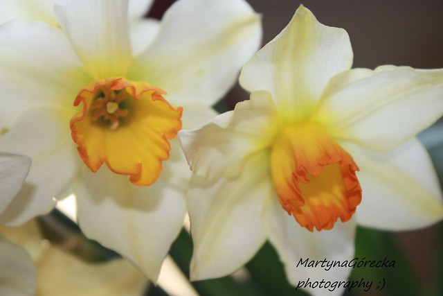 Daffodils ;D