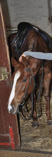 Wpis rouxcheval