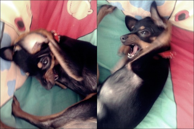 Wpis matamiss