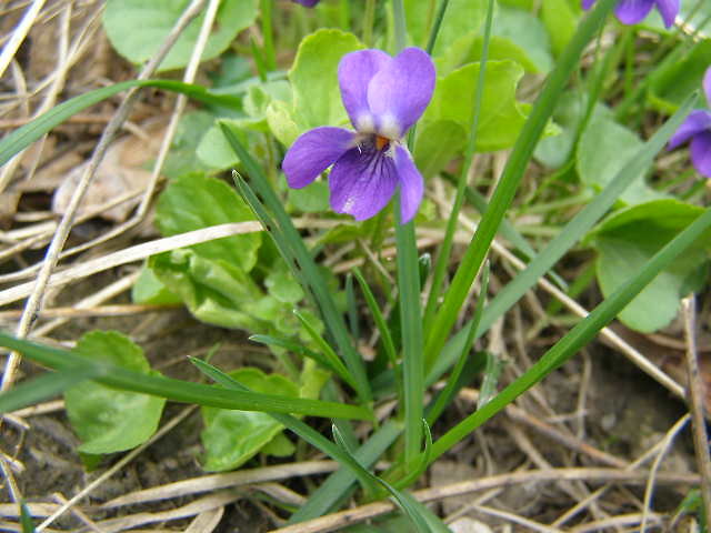 Fleur violet.