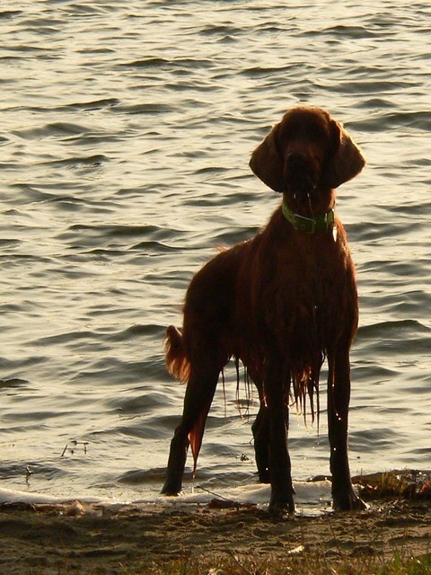 Ginger
