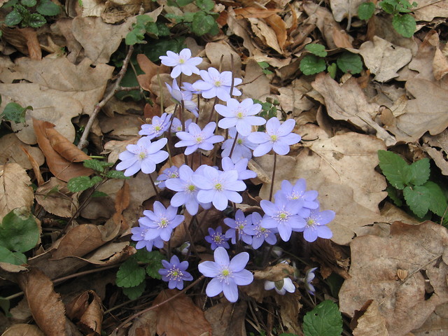 Wpis natalcia01