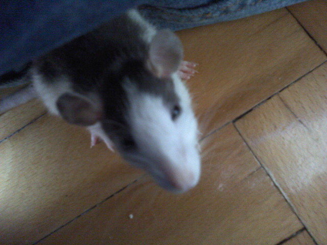 Rychu :*