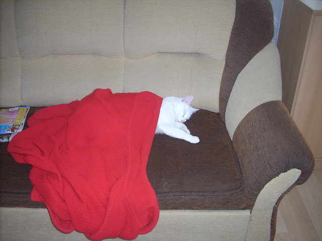 Wpis ilovemykitty