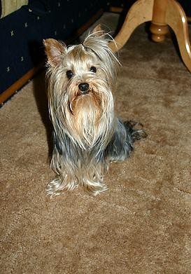 Chico