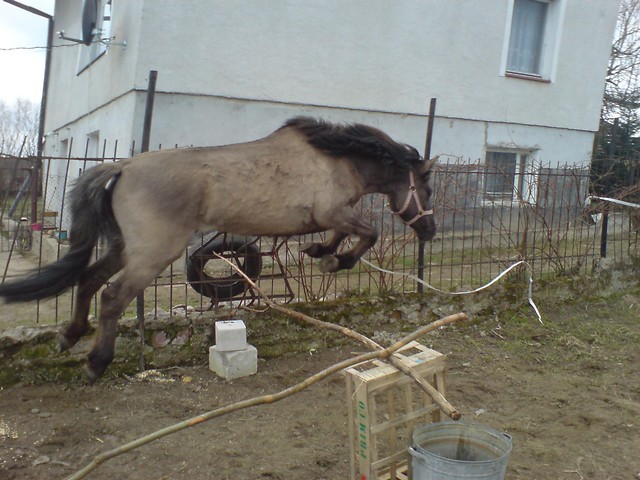 Pegaz