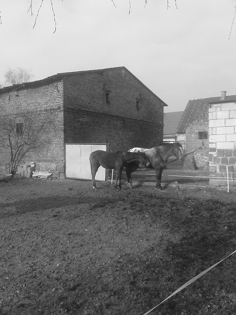 Wpis misia1927