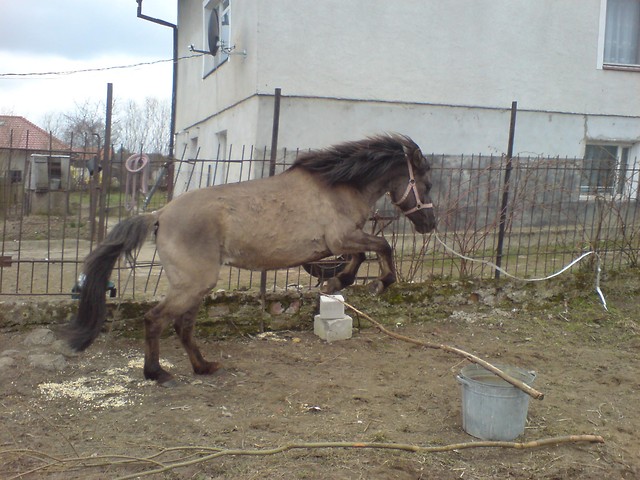 Zabawa , czy bitwa ?