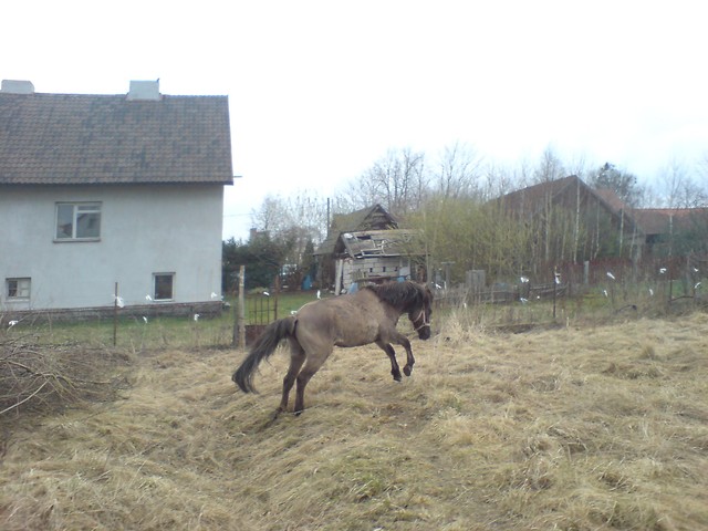 Popiswa .
