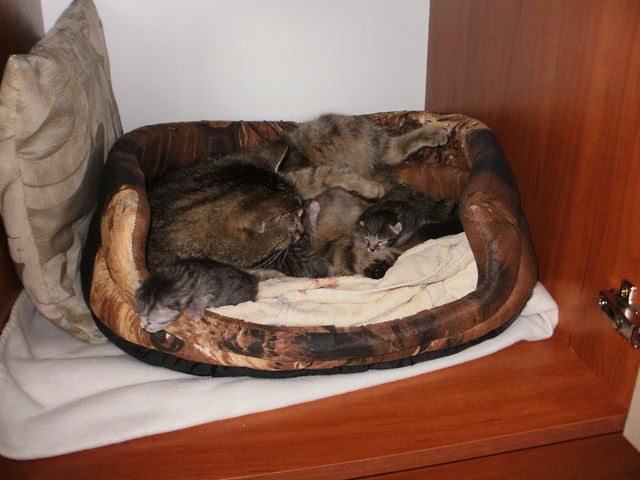 kotki
